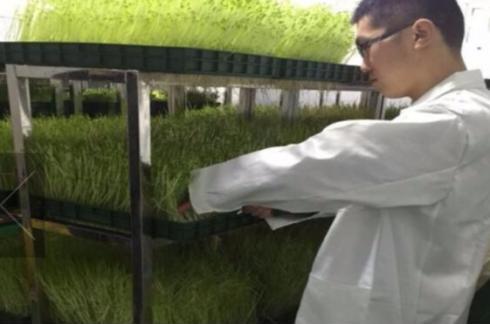农村种植什么好赚钱种植芽苗菜怎么样菜立方芽苗菜在市场上的需求