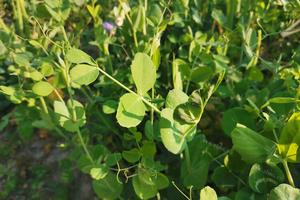 四川人最喜欢吃的豌豆尖适合几月份种植?为什么