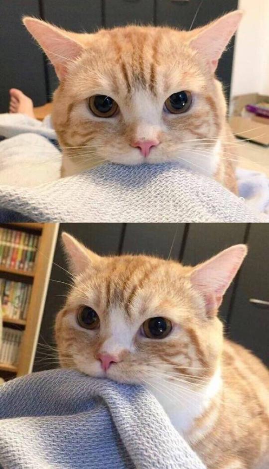 猫壁纸