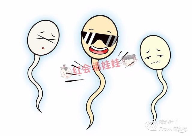 受孕的三个最佳时间点