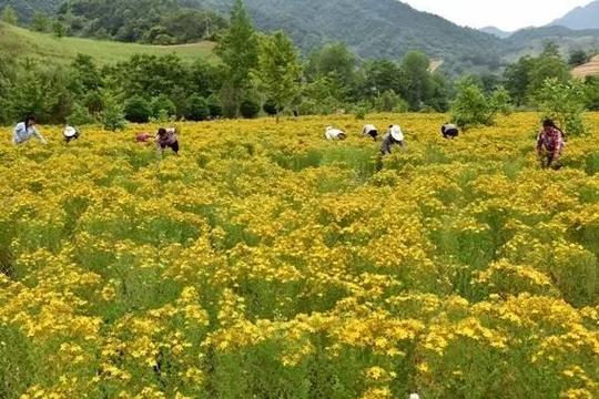 中药材种植项目致富:黔地无闲草,夜郎多灵药
