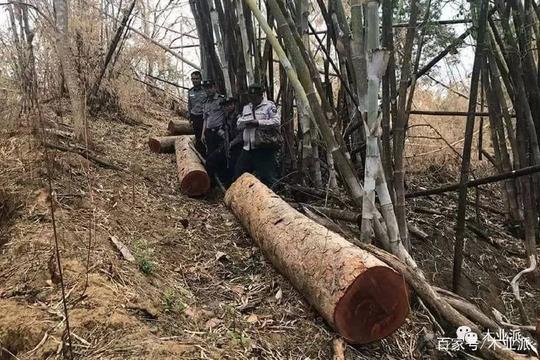 缅甸木材生意不好做!了解下无良商人的心机!