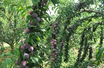 南宁摘李果的相关长尾关键词有哪些