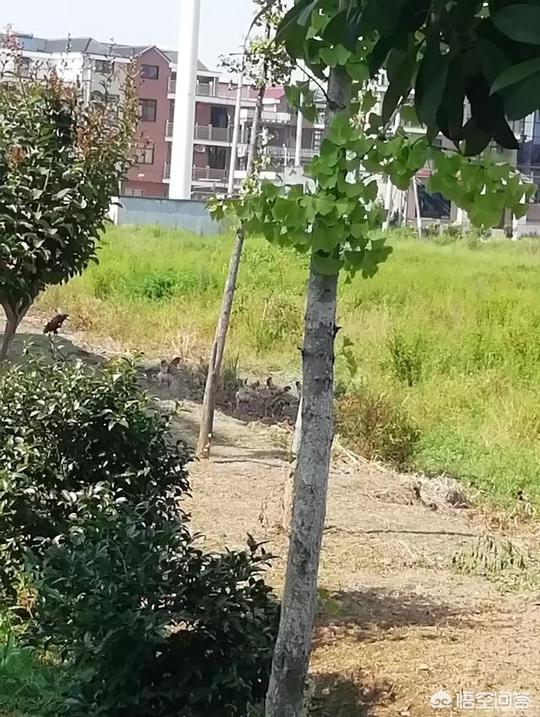 如果农村种地的人越来越少该怎么办?(图1)