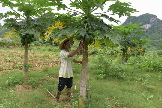 马山返乡创业大学生打破传统种植模式助力脱贫攻坚