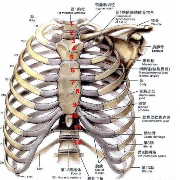肋骨体表定位图 头条搜索