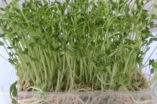 菜立方芽苗菜