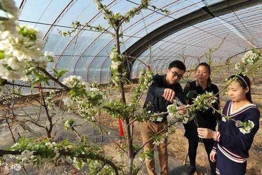 四月份正值大樱桃萌芽,开花,坐果的关键时期,因为大樱桃幼果生长期短
