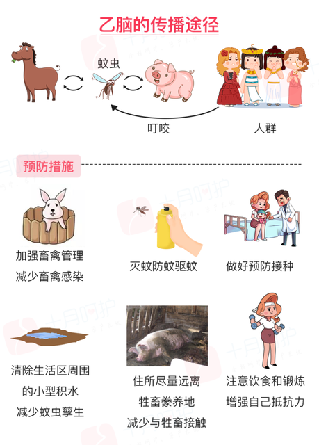 孩子被蚊子咬了之后会得乙脑吗