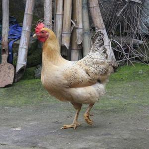 未经杂交和优化配种的家鸡