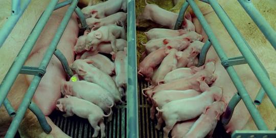 猪肉生产过程流水线影视级超高清视频素材_1920x800