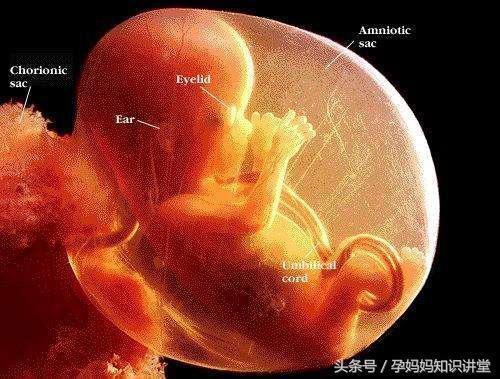想要胎儿发育好应该注意的事项有哪些
