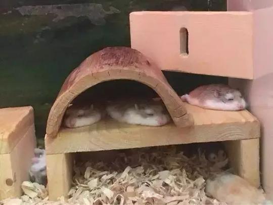 诺贝尔奖出炉了,快去看你家的猫是固体还是液体