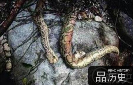 古墓竟挖出千年大蛇僵尸是古代护墓神兽
