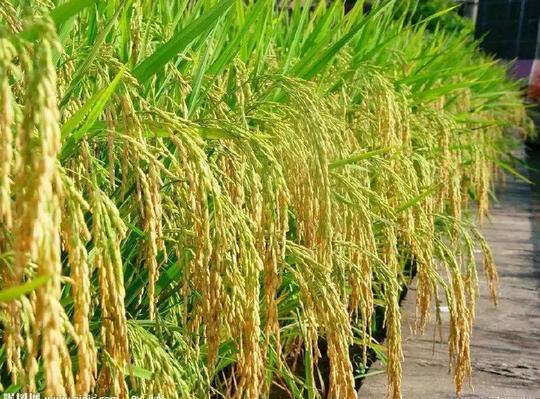 新水稻怎么卖最挣钱分析师这样说