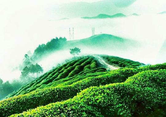 我老家产富硒茶叶和加工,想开个国际网店,求和为外贸精英指教啊