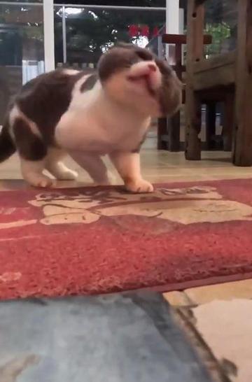 抖音五只猫摇头表情包