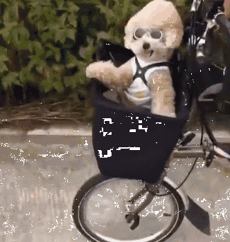 泰迪小色狗搞笑可爱萌萌哒gif