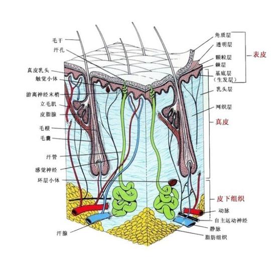 皮肤学知识,太专业了