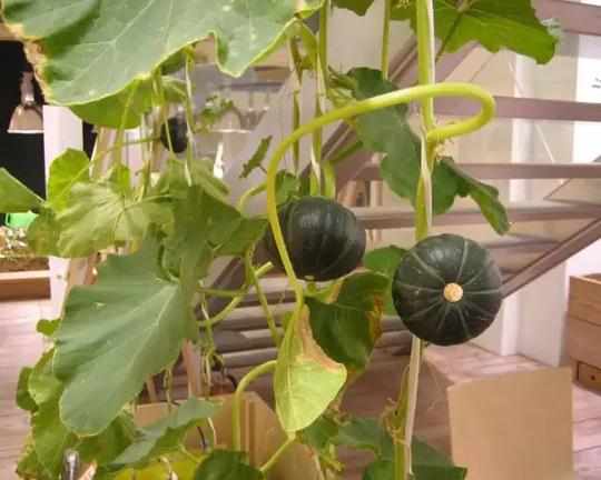 太牛了!居然在办公室里种菜种水稻,工作累了就去收庄稼.