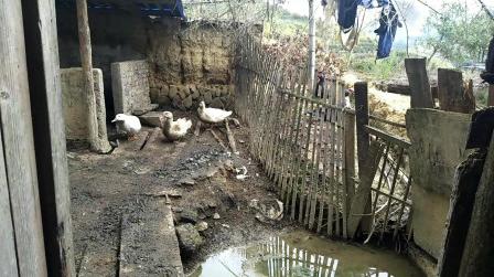 农村人在家有地方养些兔子，又能赚钱、又能吃、多棒啊!