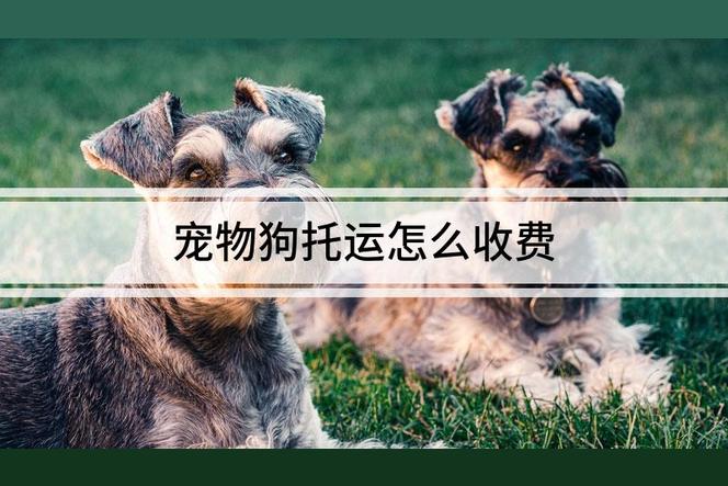狗狗飞机托运多少钱？