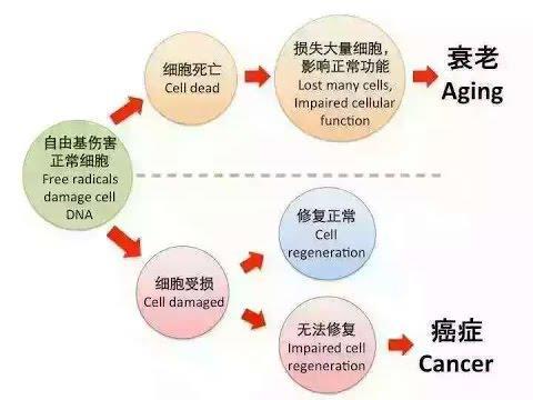 孩子吃维生素c能预防感冒吗