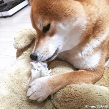 对方不想和你说话并向你扔了一只狗