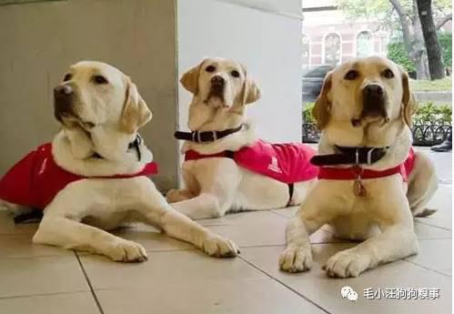 导盲犬是什么级别的狗