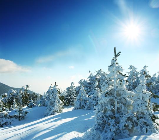 厚厚的雪和松树林-素材公社tooopen.com
