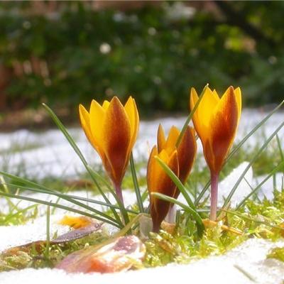 生日鲜花花语 头条搜索