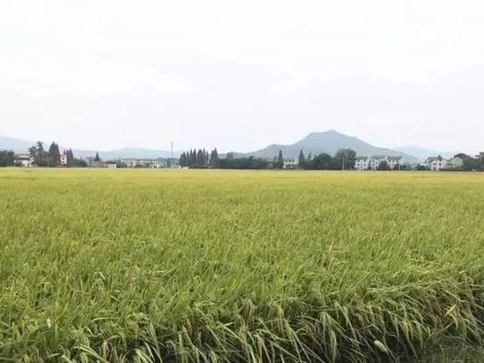 春种一粒粟,秋收万颗子
