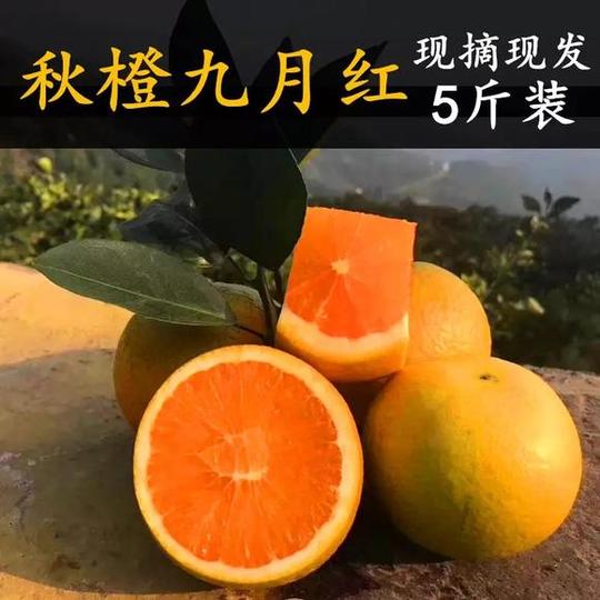 爆汁橙九月红皮薄多汁细腻化渣酸甜口感自家果园橙子现摘现发不