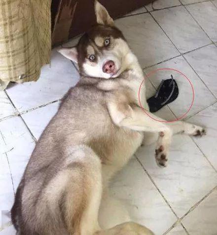 出一咬三是什么梗