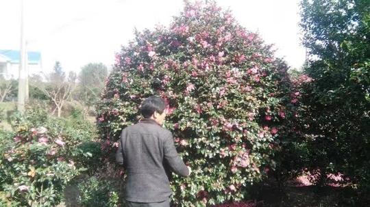 炭花木-炭库乡新开村村民唐先平熟练掌握花卉、苗木种植技术,回乡创业.