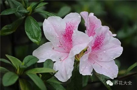 要想大富大贵,就养这些花