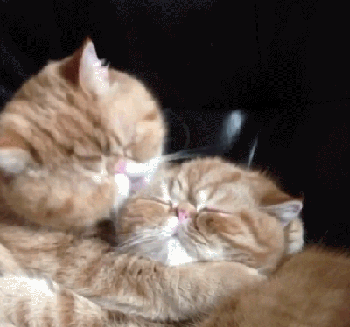 壁纸动物猫猫咪小猫桌面350_327gif动态图动图