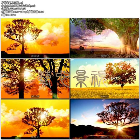 好大一棵树配乐唯美粒子夕阳大树感谢师恩教师节舞台led视频素材