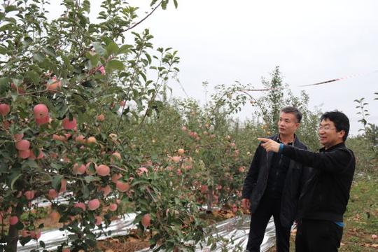 宁阳返乡创业农民:为家乡种下苹果林荒山变绿海