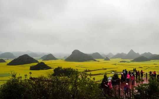 【云南:罗平雨中油菜花摄影图片】风光摄影_太平洋网
