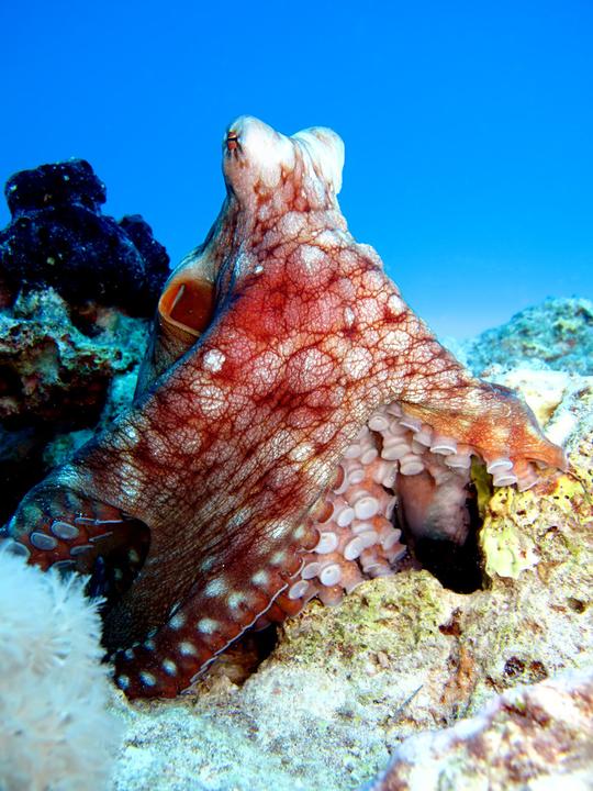 壁纸海底海底世界海洋馆水族馆桌面768_1024竖版竖屏手机