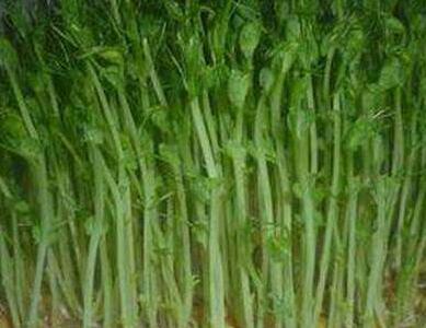 菜立方芽苗菜创业新起点