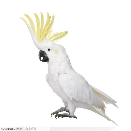 白色凤头鹦鹉鸟动物植物图片素材