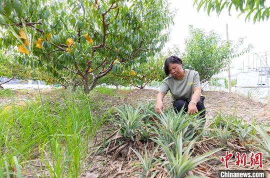 浙江“灵芝姐”的创业经:新型种植方式让农户走上致富路