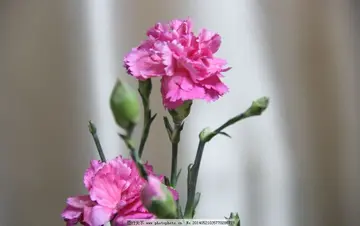 母亲节鲜花图片 买一束康乃馨鲜花送给在天堂的母亲(图1)