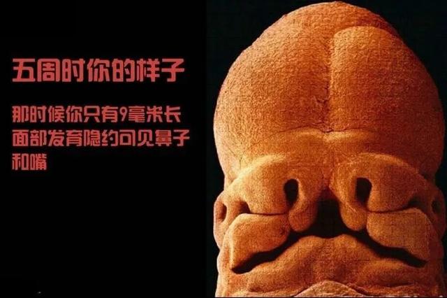 有益胎儿发育