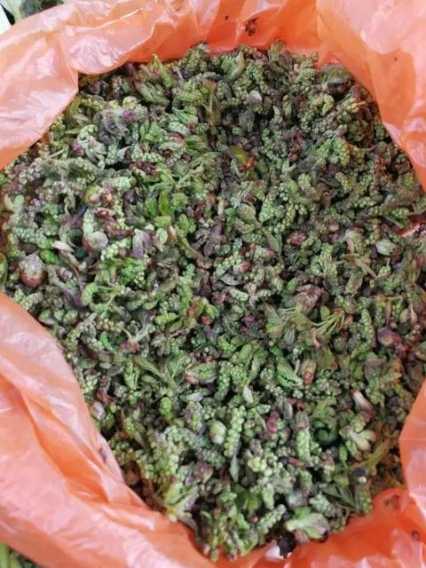 春天出游的说说句子朋友圈