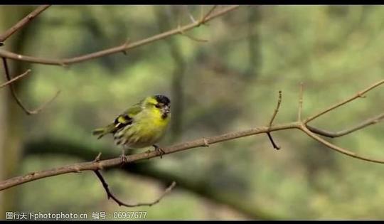 其他视频树枝小鸟视频素材图片