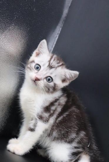 美短加白标斑虎斑弟弟猫咪短毛猫自家养繁育