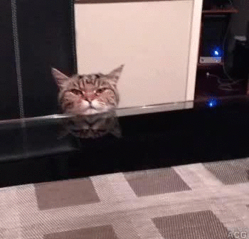 壁纸动物猫猫咪小猫桌面350_338gif动态图动图